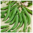 thumbnail image 2 of Everwilde Farms - 1 oz Organic Sugar Daddy Snap Pea Seeds - Gold Vault Bulk Seed Packet, 2 of 2