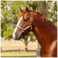 thumbnail image 3 of Kensington Premium Breakaway Nylon Halter, 3 of 4
