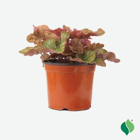 1 Gallon Heuchera Cantaloupe