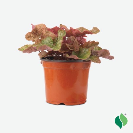 1 Gallon Heuchera Cantaloupe
