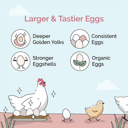 Layer Chicken Feed