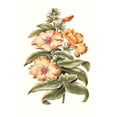 thumbnail image 2 of Unknown  23x32 Gold Ornate Wood Framed with Double Matting Museum Art Print Titled - Flowering Hibiscus I, 2 of 4