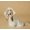 I, variant on Puppy Pink Dress French Exquisite Cat Princess Dress Pet Couple Outfit Suitable for Yorkshire Terriers
