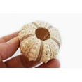 thumbnail image 4 of One (1) Beautiful "Sputnik" Sea Urchin Shell (2-2.5" / 50-64mm) for Beach Arfts & Crafts, Coastal Cottage and Nautical Home Decor, Air Plants, 4 of 4