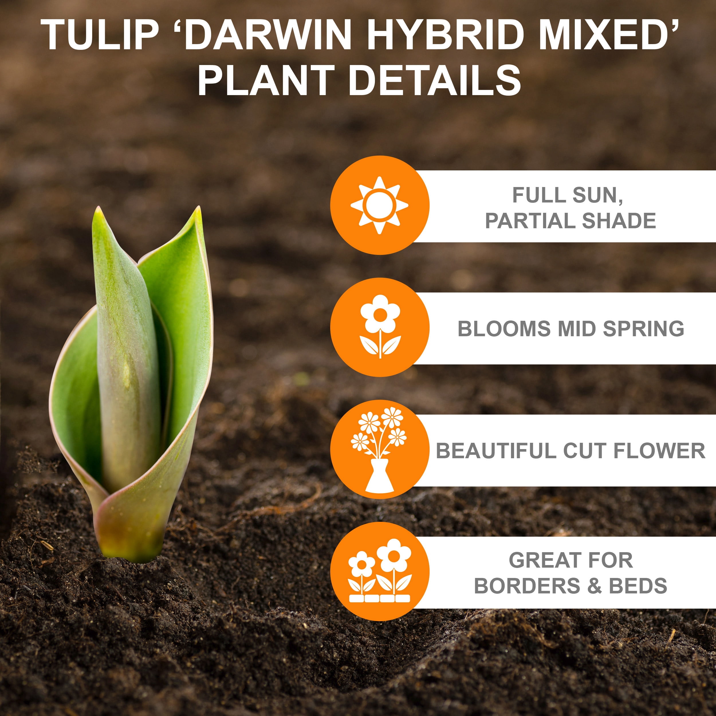 Garden State Bulb Darwin Hybrid Mixed Tulip Flower Bulbs, 12/+ cm (Bag of 250)