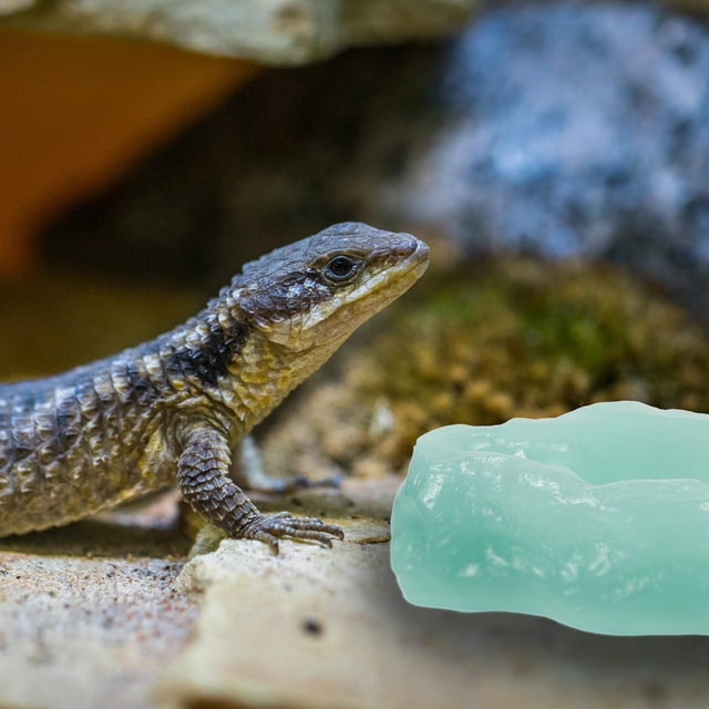 unbranded Comedero Para Reptiles Con De Resina Ideal Para Terrarios