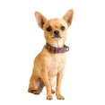 thumbnail image 4 of Collar Cuero Nylon Chica, 4 of 5