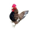 thumbnail image 1 of Dalazy Modèle Réaliste de Poule Sculpture Réaliste de Poulet Figurine Animale Brun L 1Set, 1 of 6