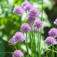 thumbnail image 5 of Allium Drought Tolerant Chives Herb Garden Plant Seeds For Xeriscape Gardens - 1/4 LB, 5 of 5