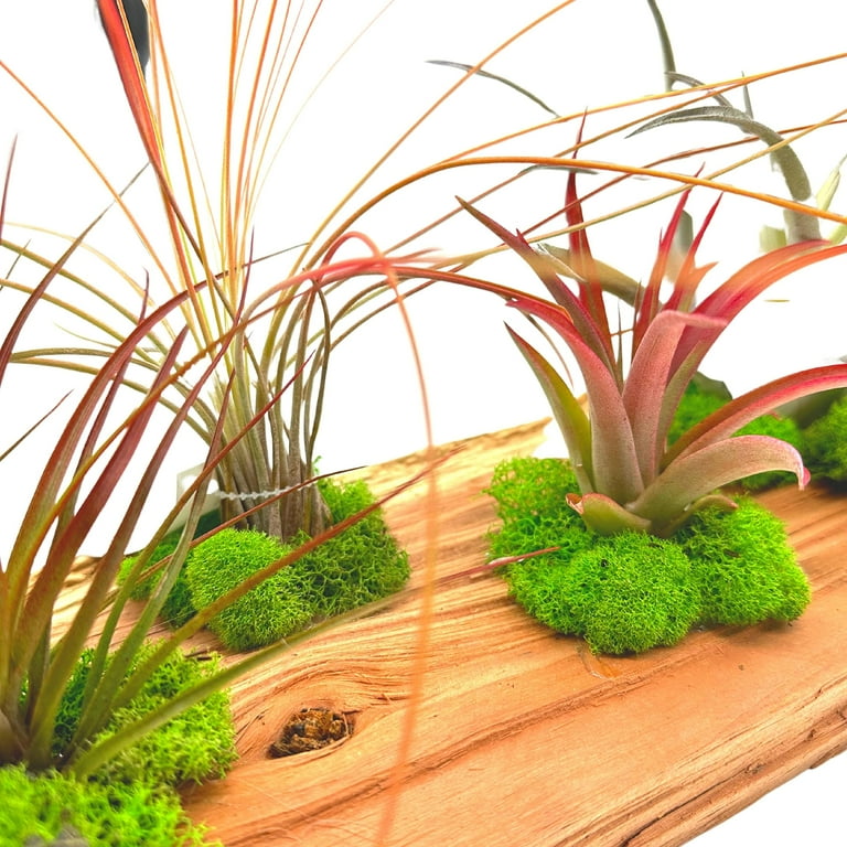 Tillandsia Driftwood Sculpture, Air Plants Mounted on Wooden Board, Air  Plant Plank - Walmart.com