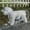 White, variant on Pet Raincoat Cat Dog Poncho Large And Small Dog Clothes Outdoor Rainproof Rain Gear Transparent Simple Style Easy To Put On And Off, 20 cm, Black