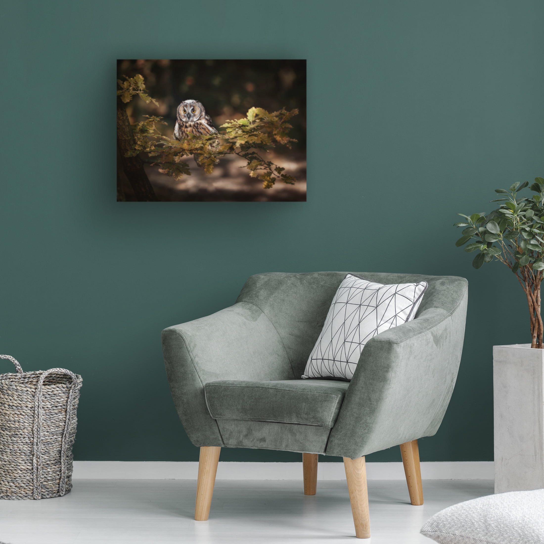 Trademark Fine Art Michaela Firesova Long Eared Owl Canvas Wall Art