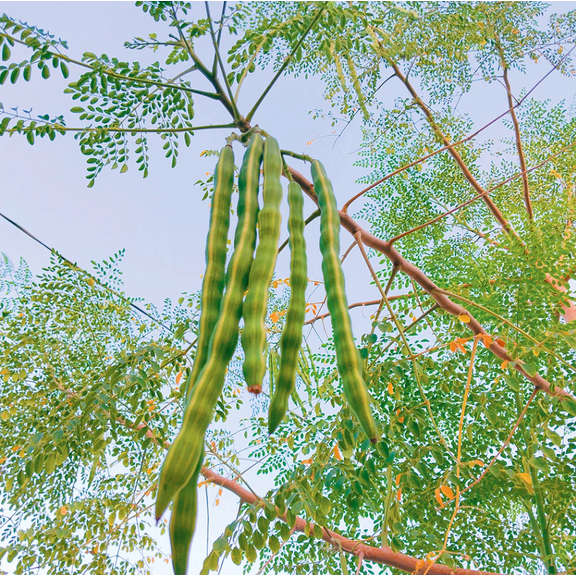 Moringa Plant Live for Planting, Oleifera Moringa Drumstick Tree Starter Plants, 4-8 Inch Tall, 4 Inch Pot