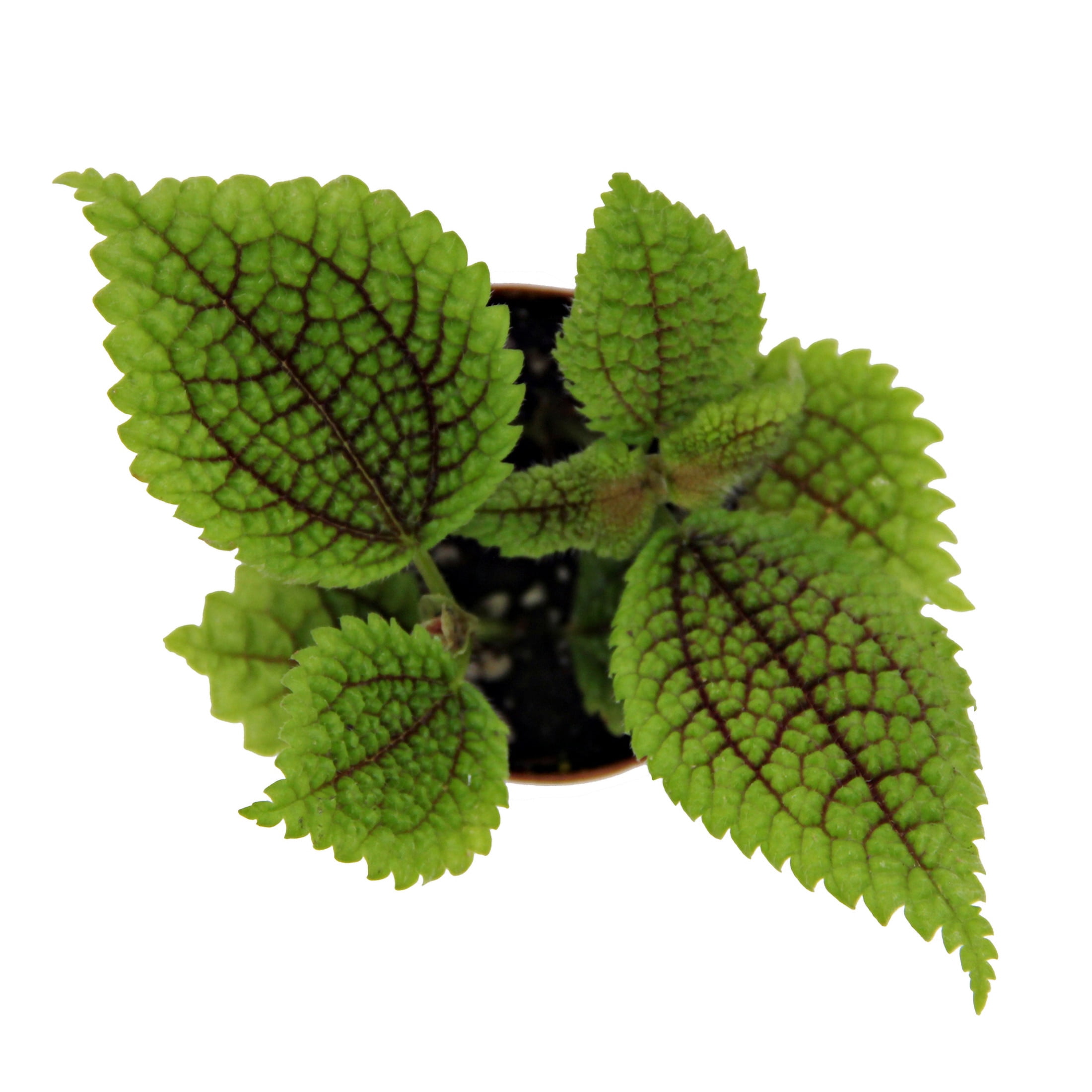 ReptiCulture Pilea 'Moon Valley' Tropical 2" Pot 3 pk