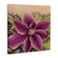 thumbnail image 2 of Stupell Industries French Country Pink Clematis Flower Petals Blooming Sun Bleached Tones Canvas Art, 24 x 24, by Tammy Apple, 2 of 7