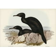 thumbnail image 2 of Gould, John 32x23 Black Ornate Wood Framed with Double Matting Museum Art Print Titled - Groove-billed Cormorant-Phalacrocorax sulcirostris, 2 of 4