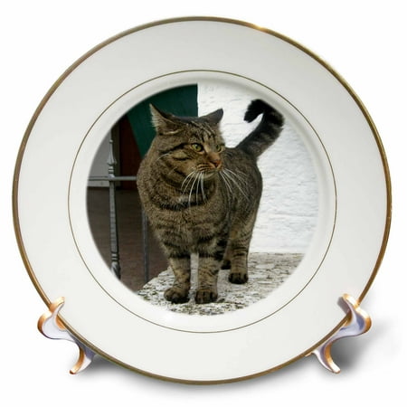 

3dRose Cat Porcelain Plate 8-inch
