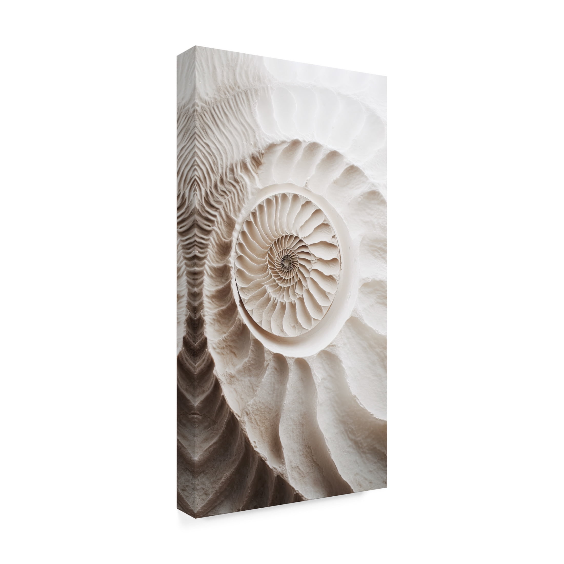 Canvas Wall Art - Sasha 'Ammonite' Wall Art for Living Room, Bedroom, or Office Décor by Trademark Fine Art - 10 x 19 Inches
