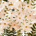 thumbnail image 2 of Scarvey, Emma 15x15 White Modern Wood Framed Museum Art Print Titled - Daisy Field I, 2 of 4