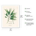 thumbnail image 2 of Palm Tree Leaf (Geonoma Laxiflora) - Vintage Botanical Illustration by Carl Friedrich Philipp von Martius c.1820s - Fine Art Matte Paper Print (Unframed) 11x14in, 2 of 4