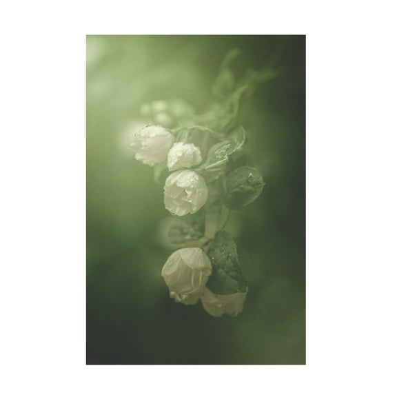 Trademark Fine Art Kristina Zvinakeviciute Jasmine Canvas Wall Art