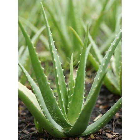 Aloe Vera Plant - Cannot Ship to AZ