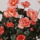 thumbnail image 2 of Manojos de Flor Sunnimix Azalea Artificial Decoración para Boda Hogar Rosa Oscura, 2 of 8