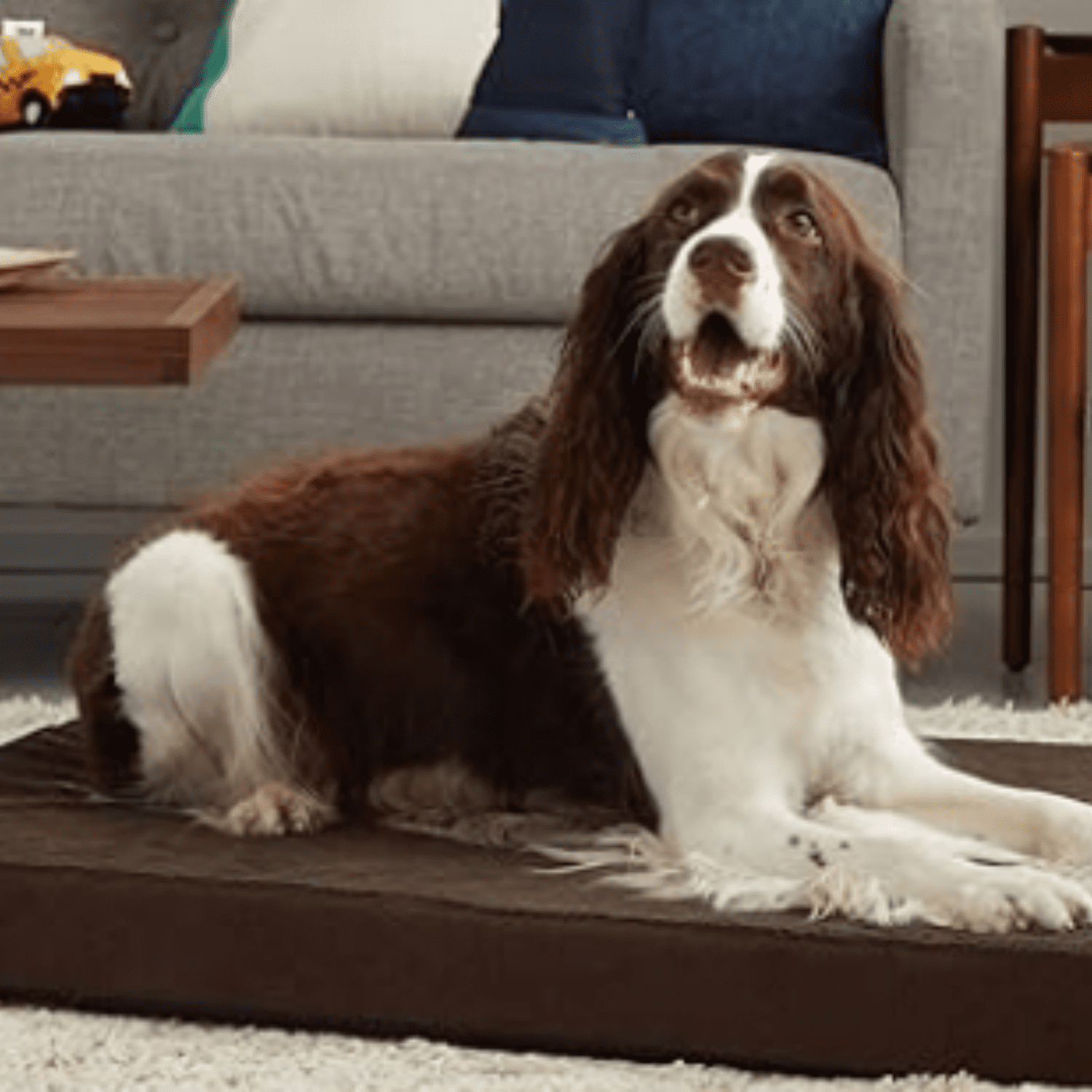 Orthopedic Dog Bed with Memory Foam, Premium Comfort for Dogs and Puppies, Dog Bed for Joint Relief and Restful Sleep, Durable and Easy to Clean - Espresso, Large