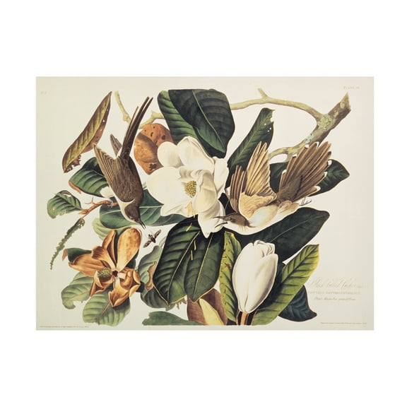 Trademark Fine Art John James Audubon Black-Billed Cuckoo Canvas Wall Art - 14x19