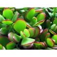 thumbnail image 2 of Jade Plant - Crassula ovuta - 2" Pot, 2 of 4