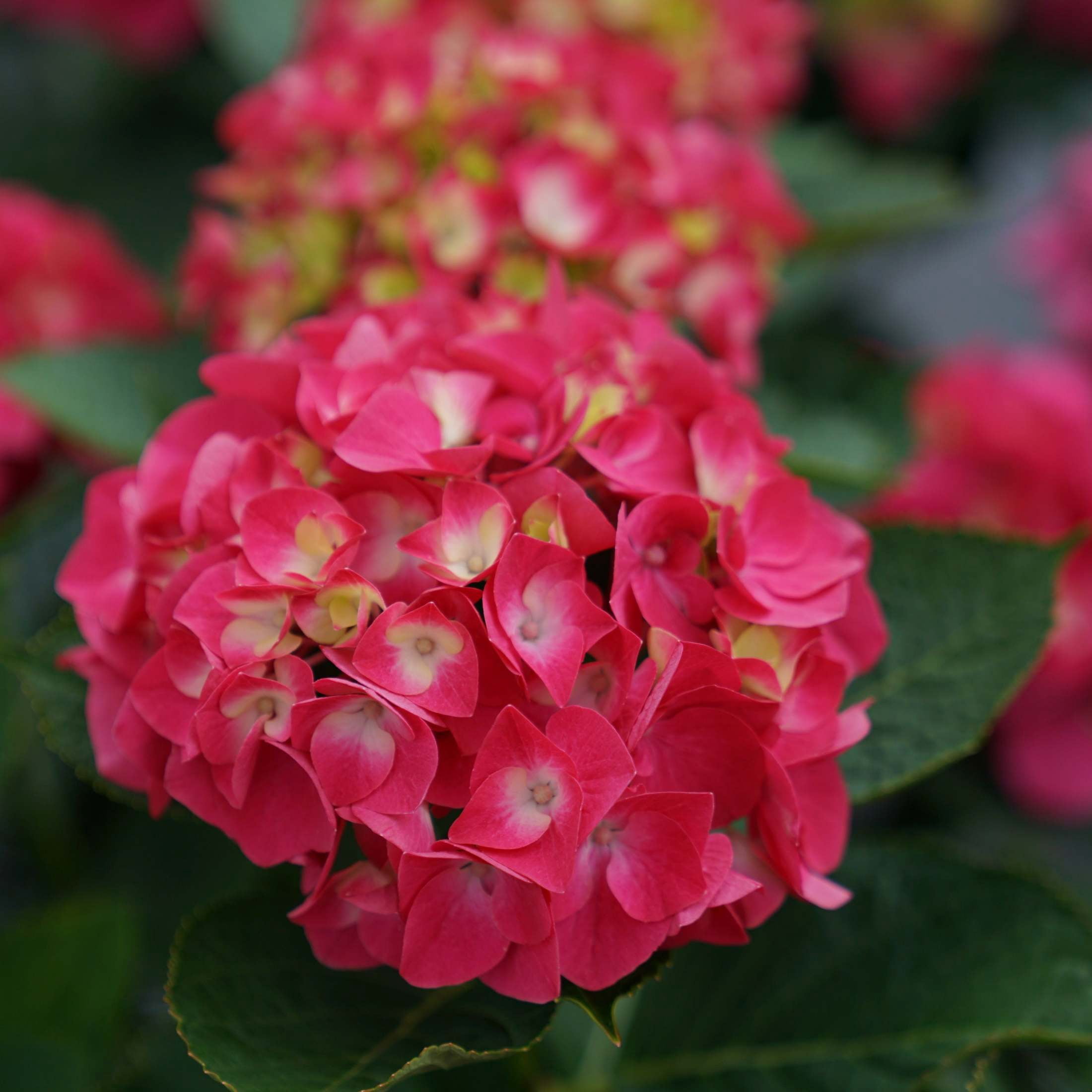 Proven Winners ColorChoice 5" Multicolor Wee Bit Giddy Bigleaf Hydrangea Live Plant in 4.5" Pot (4 Count)