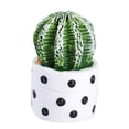 thumbnail image 4 of Cactus en maceta para interior, suculentas de escritorio, cactus en maceta pequeños, micropaisaje ecológico, adornos de bricolaje en botella, 4 of 6