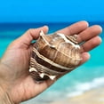 thumbnail image 4 of Large Conch Seashell Rare Brown White Spiky Natural Coastal Beach Home Decor Nautical Big Centerpiece Sea Shell Decoration Beach Collection Gift, 4 of 5