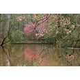 thumbnail image 2 of Rotenberg, Nancy 14x11 Black Ornate Wood Framed with Double Matting Museum Art Print Titled - GA, Azalea branches over pond in spring, GA,, 2 of 4