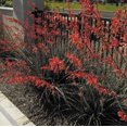 thumbnail image 1 of GSDWIUEW Texas RED Yucca Seeds-HESPERALOE PARVIFLORA-Hummingbird Favorite-10 Seeds, 1 of 1