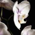 thumbnail image 3 of Poinski, Dianne 12x12 Black Modern Framed Museum Art Print Titled - Delicate White Orchids 3, 3 of 5