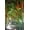 1 Gallon Pot, variant on Orange Crownshaft Palm Tree - Live Plant in a 1 Gallon Pot - Areca Vestiaria - Extremely Rare Ornamental Palms from Florida