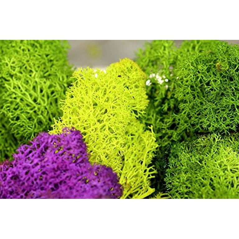 Speciality Moss Wholesale