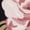 Black/Pink, variant on SAFAVIEH Jardin Denton Floral Area Rug, Black/Pink, 8' x 10'
