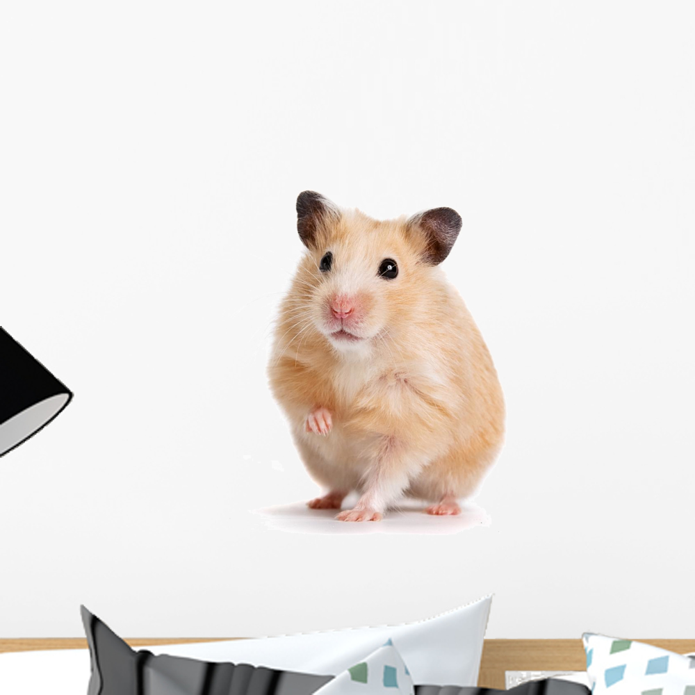 Hamster Wall Decal by Wallmonkeys Peel and Stick Graphic (18 in H x 18