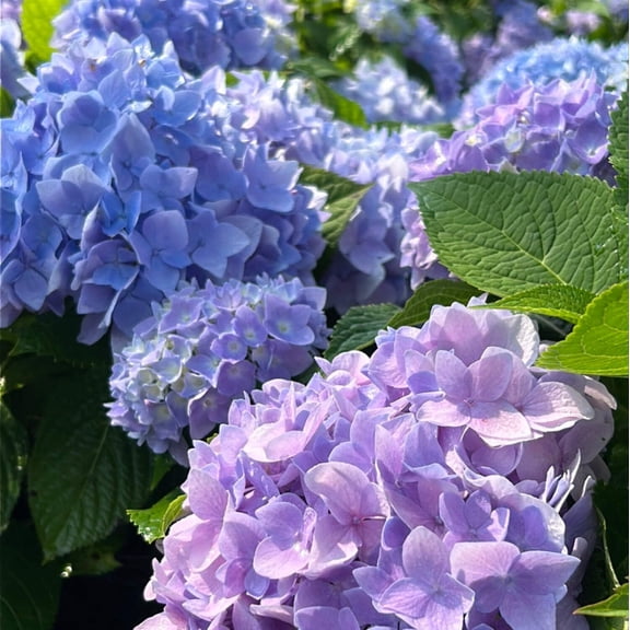 Azure Skies™ Hydrangea - 3 Gallon Pot