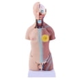 thumbnail image 1 of Herramienta De Enseñanza Médica De La Anatomía Modelo Anatómica Del Cuerpo  Del Torso De Los 45cm, Coleccionable Macarena Herramienta de enseñanza, 1 of 8
