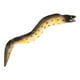 thumbnail image 3 of Figura Animal modelo de anguila marina altamente simulada juguete realista de Anguila Moray modelo Animal cognitivo para niños, 3 of 8