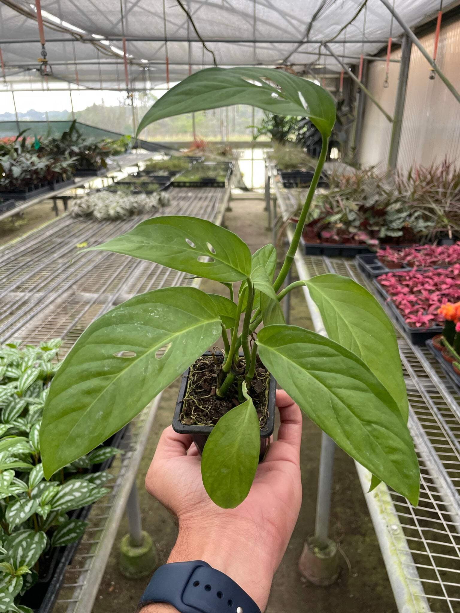 Monstera Adansonii 'Swiss Cheese', 4" Pot, Indoor Houseplant, Easy Care, Live Plant for Indoor & Outdoor