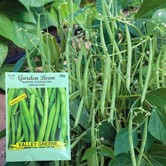 Valley Greene 5G Garden Bean Burpee Stringless Green Pod Seed : 2CT