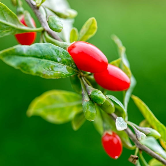 Goji Berry Plant