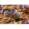 thumbnail image 5 of Red Romaine Lettuce Seeds for Planting, 1000+ Heirloom Seeds Per Packet, (Isla's Garden Seeds), Non GMO Seeds, Botanical Name: Lactuca Sativa, Great Gift for Home Garden, 5 of 9