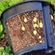 thumbnail image 5 of Macetas de plástico para viveros, plántulas, flores y plantas (negras), 5 of 7