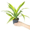 thumbnail image 5 of Dracaena Lemon Lime (6"+ Minimalist Pot) - Easy to Grow Houseplant for Beginners - Live, Healthy, Air-purifying Houseplant for Home Office Decoration, 5 of 5