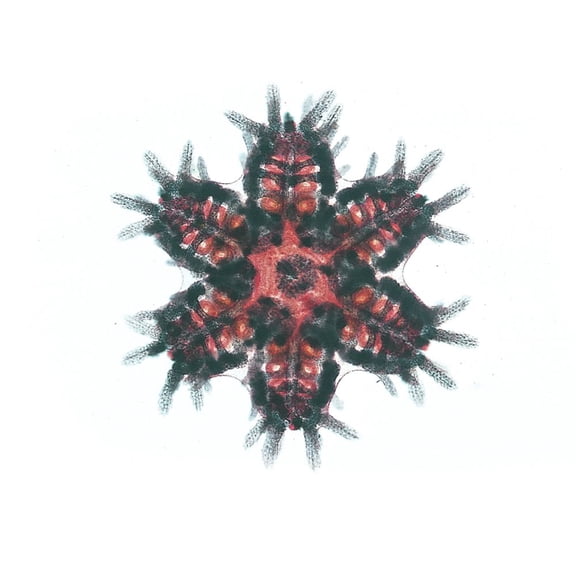 Life In The Sea Microscope Slide Set